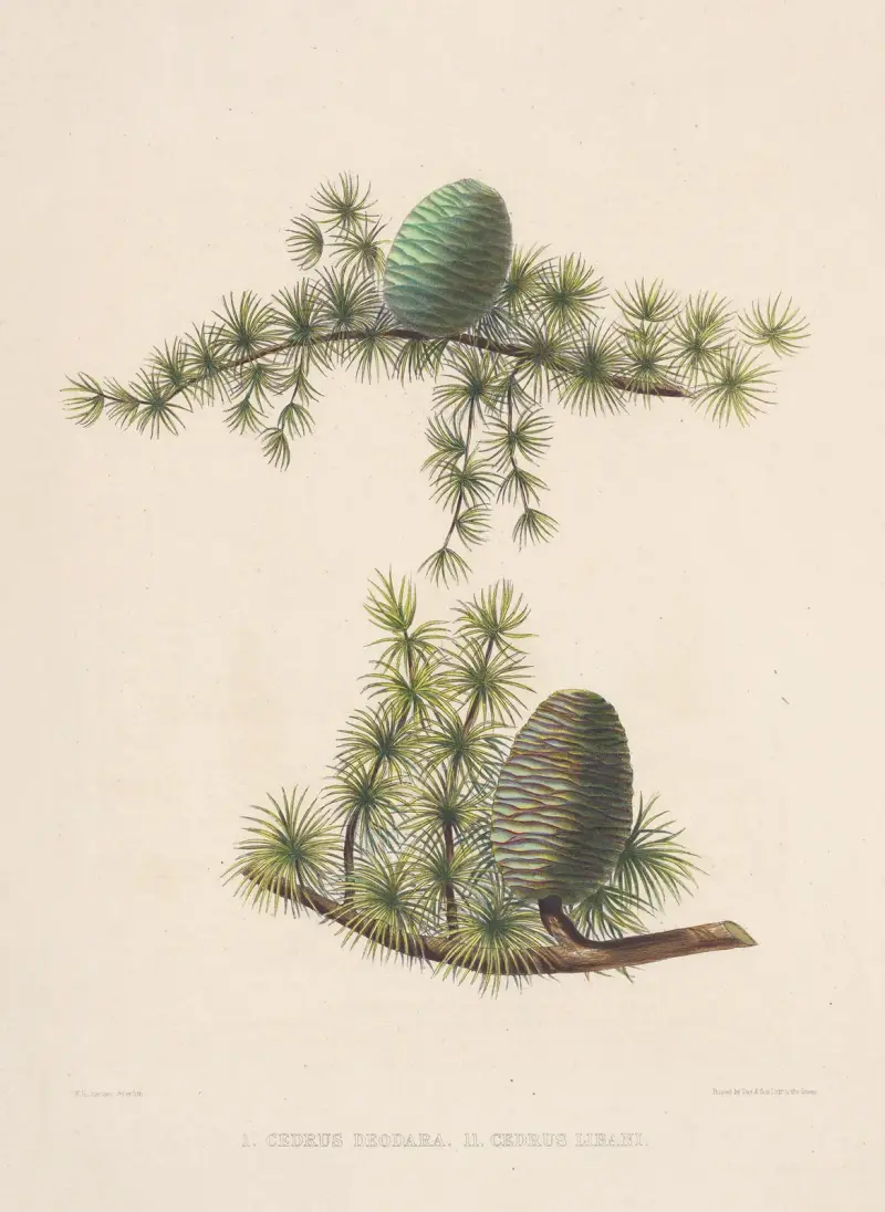 Unripe Cones of Cedrus Deodara and Cedrus Libani av Edward James Ravenscroft