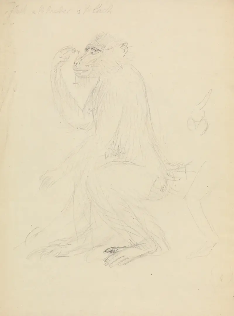 En babian av James Sowerby