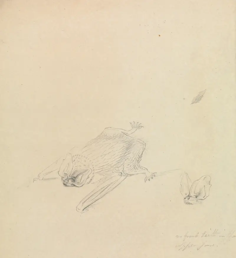 En barbastell av James Sowerby