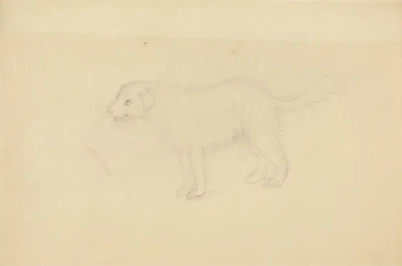 A Dog 2 av James Sowerby