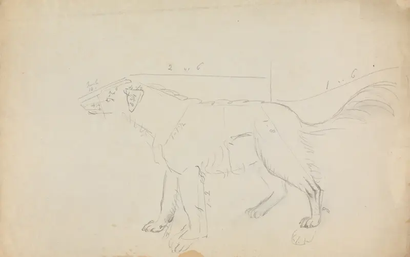 En hund (med måttangivelser) av James Sowerby