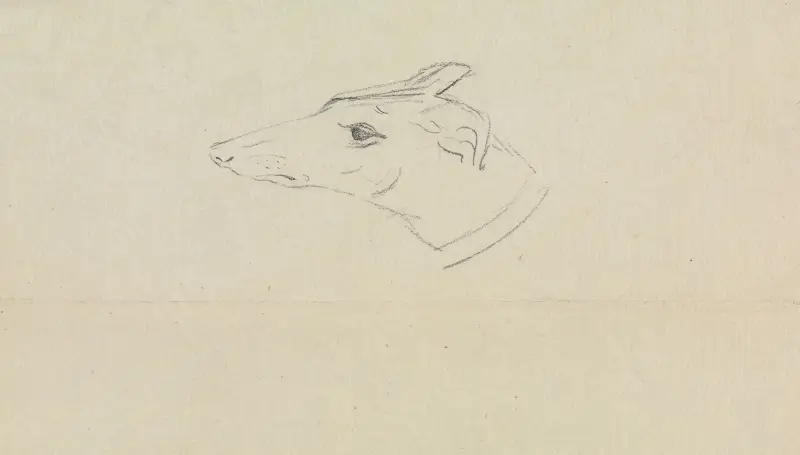 En hunds huvud av James Sowerby