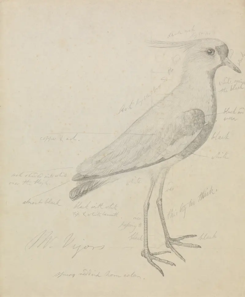 A Lapwing av James Sowerby