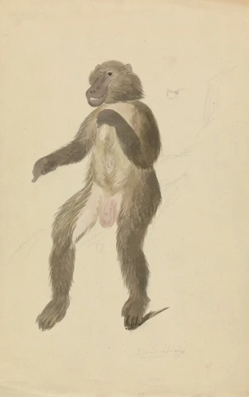 En mandrill av James Sowerby
