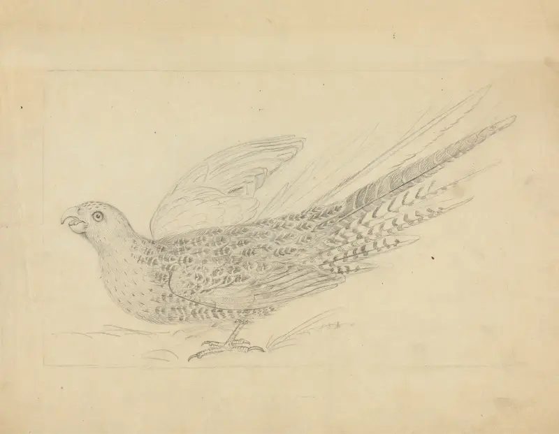 A Parrot 2 av James Sowerby