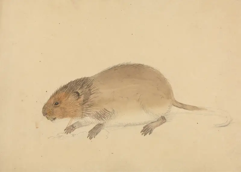 En åkersork av James Sowerby