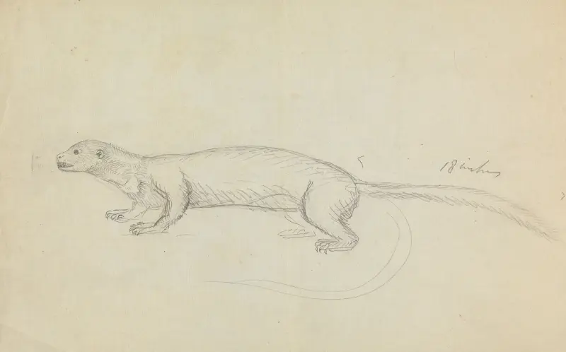 A Weasel. av James Sowerby
