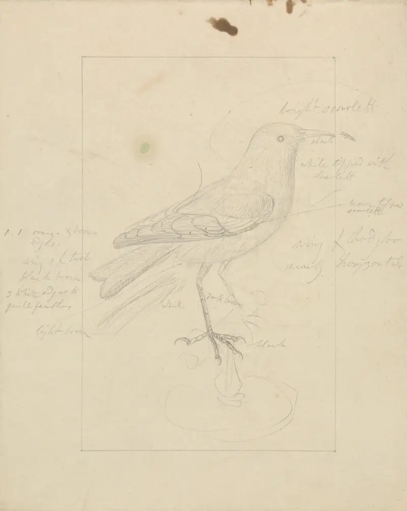 A Wren av James Sowerby