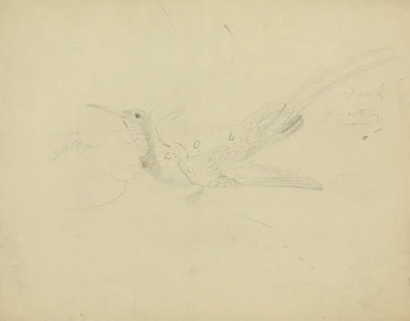 Paradisfågel av James Sowerby