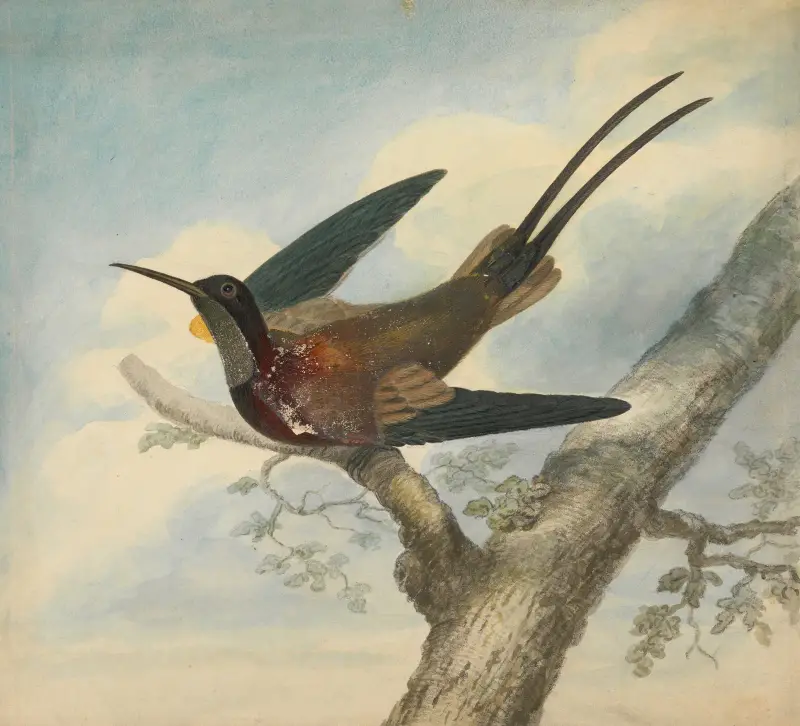 Paradisfågel av James Sowerby