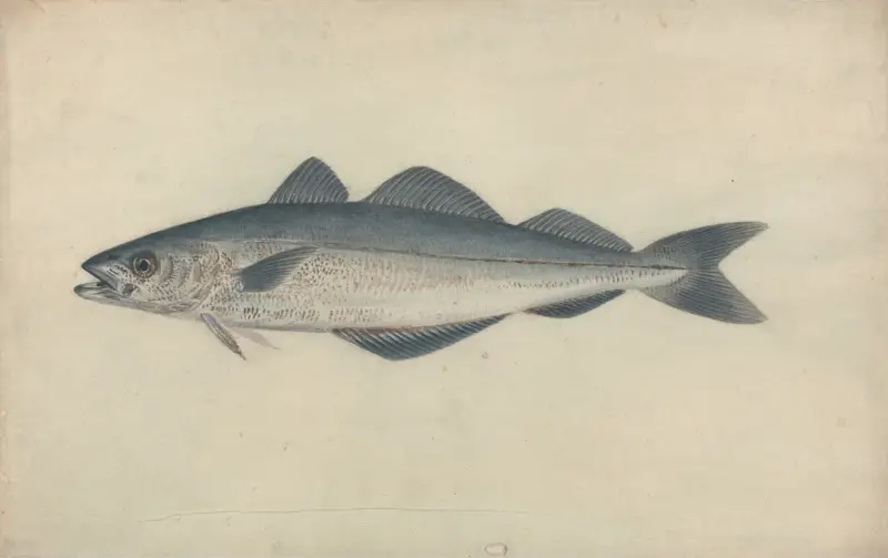 Coal Fish av James Sowerby