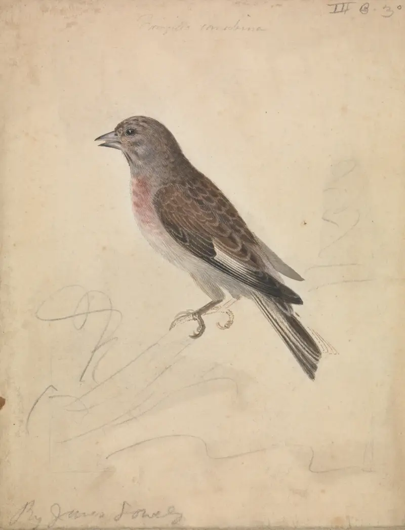 Common Linnet av James Sowerby