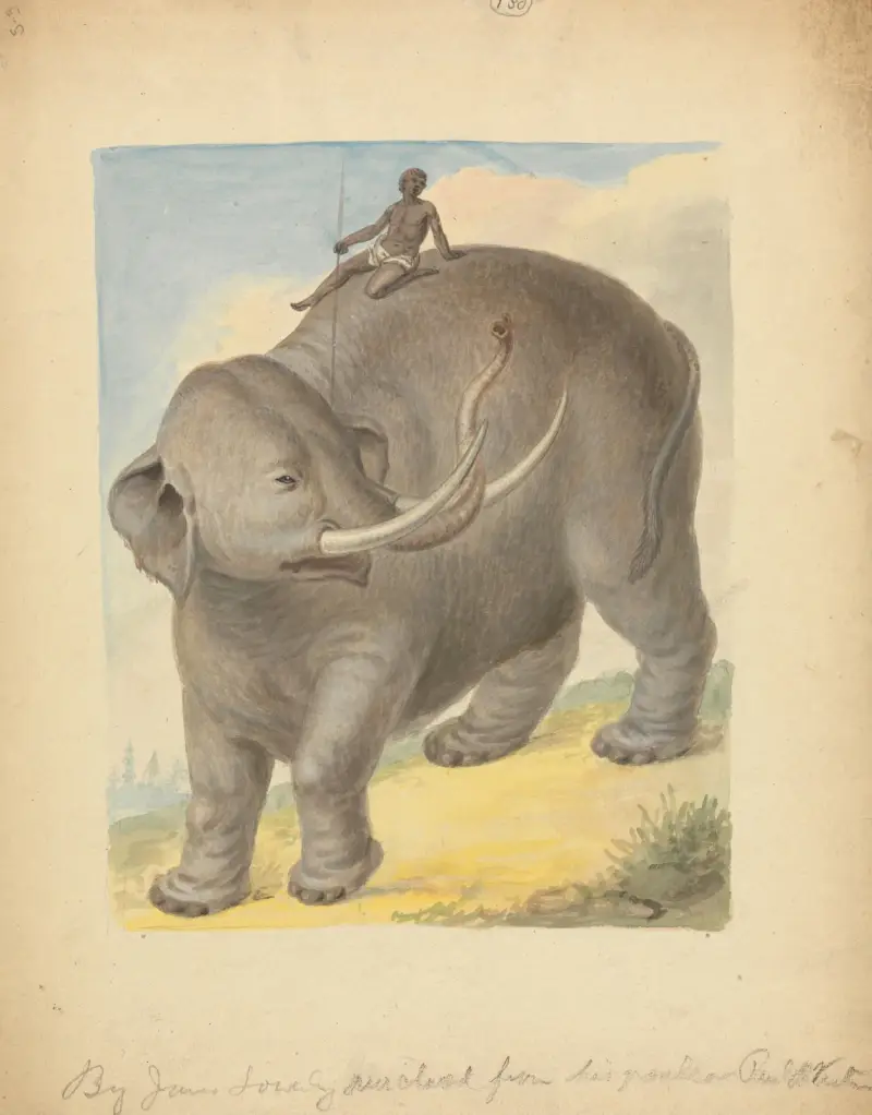 Elefant mit Reiter – Nr. 1 von James Sowerby