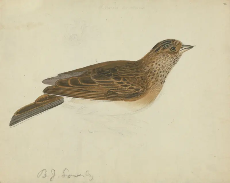 Eurasian skylark av James Sowerby