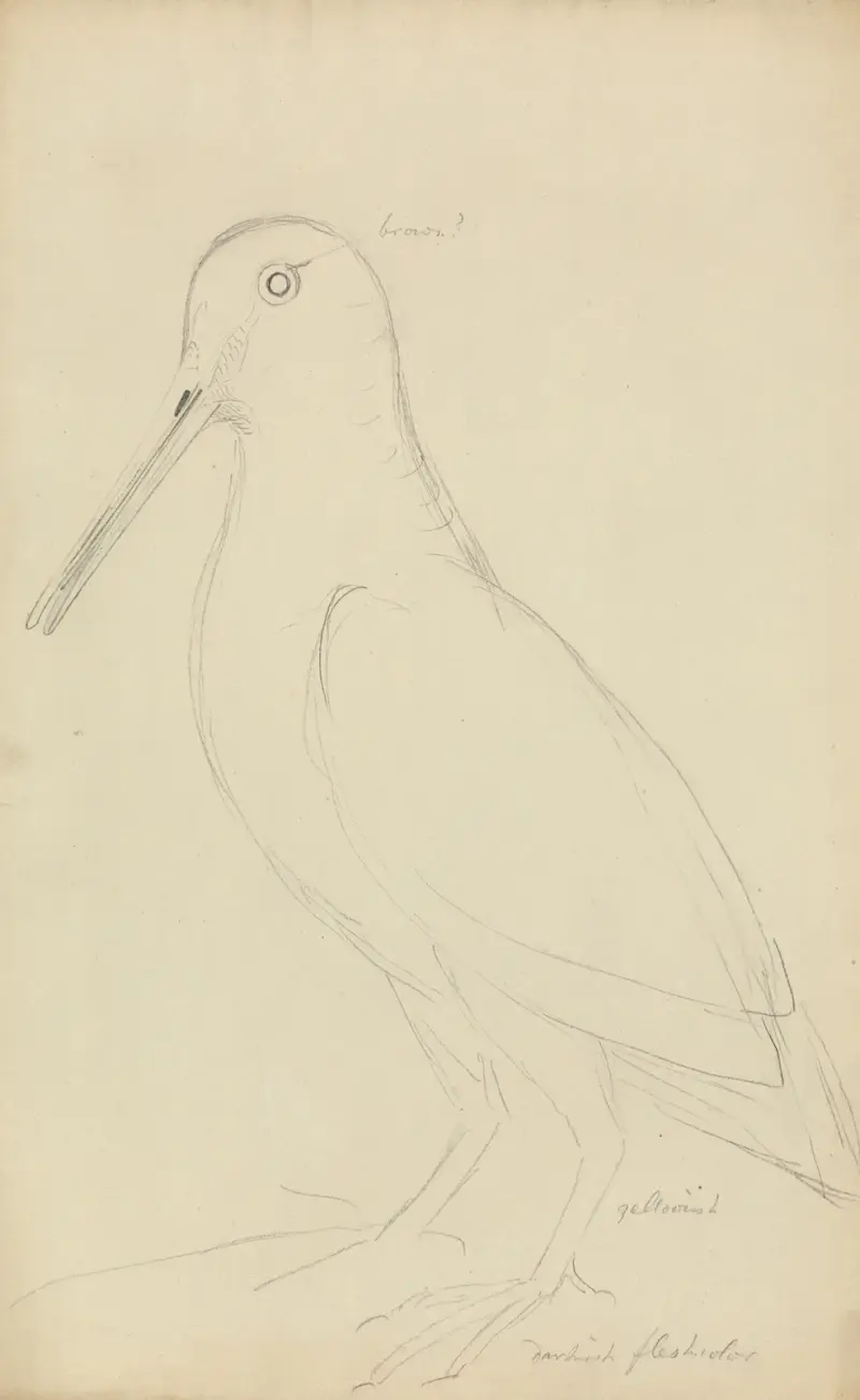Morkulla av James Sowerby