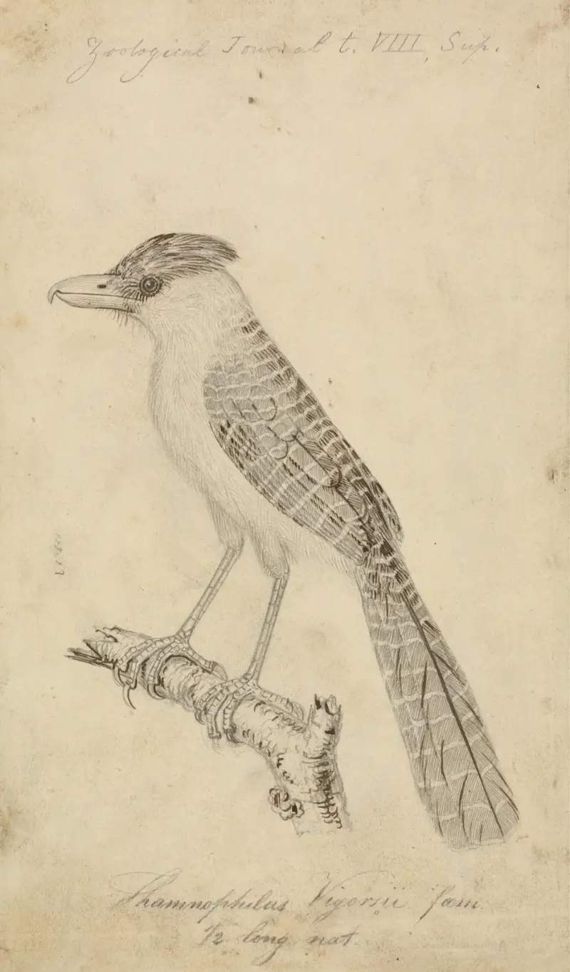 Giant Antshrike av James Sowerby