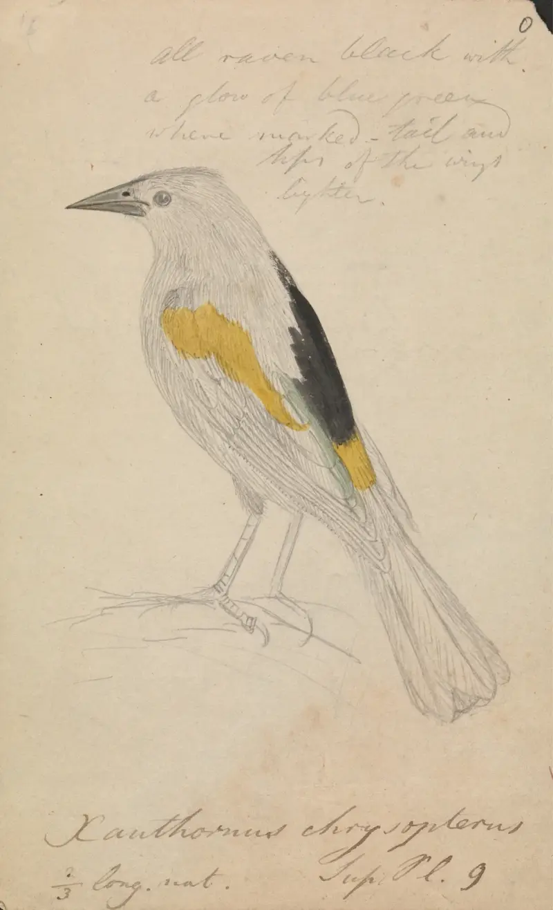 Golden-winged Cacique av James Sowerby