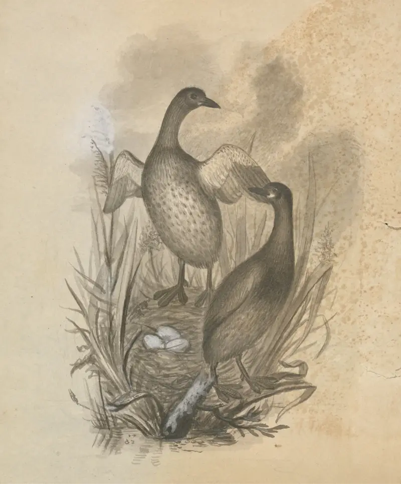 Grebes av James Sowerby