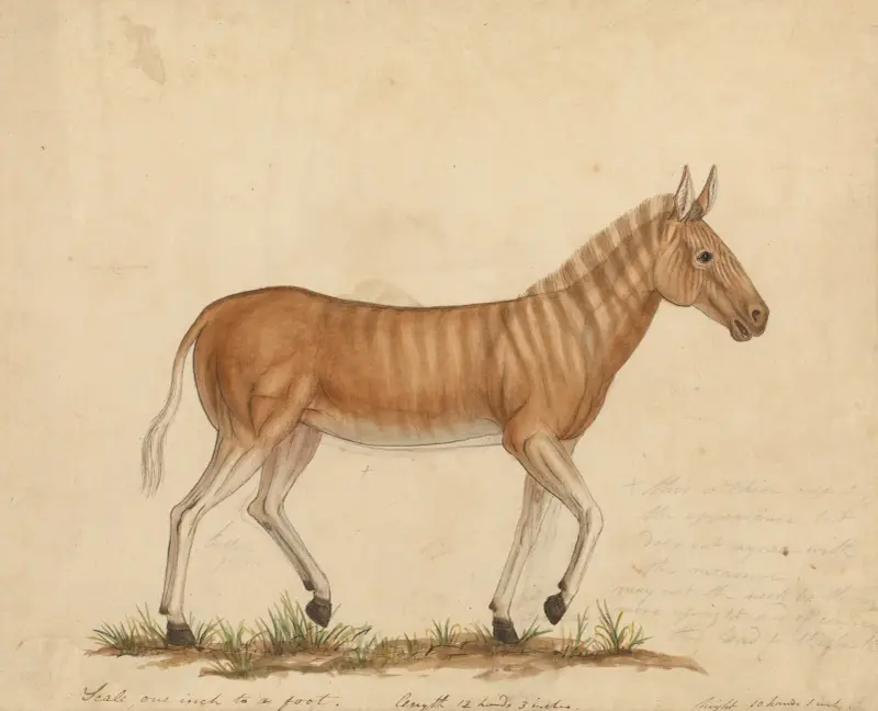 Quagga-Zebra von James Sowerby
