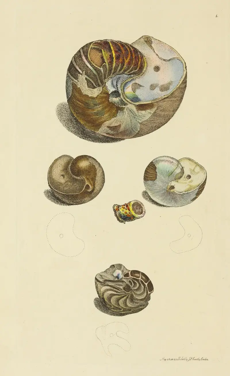 Mineralconchologie von Großbritannien, Tafel 001 von James Sowerby