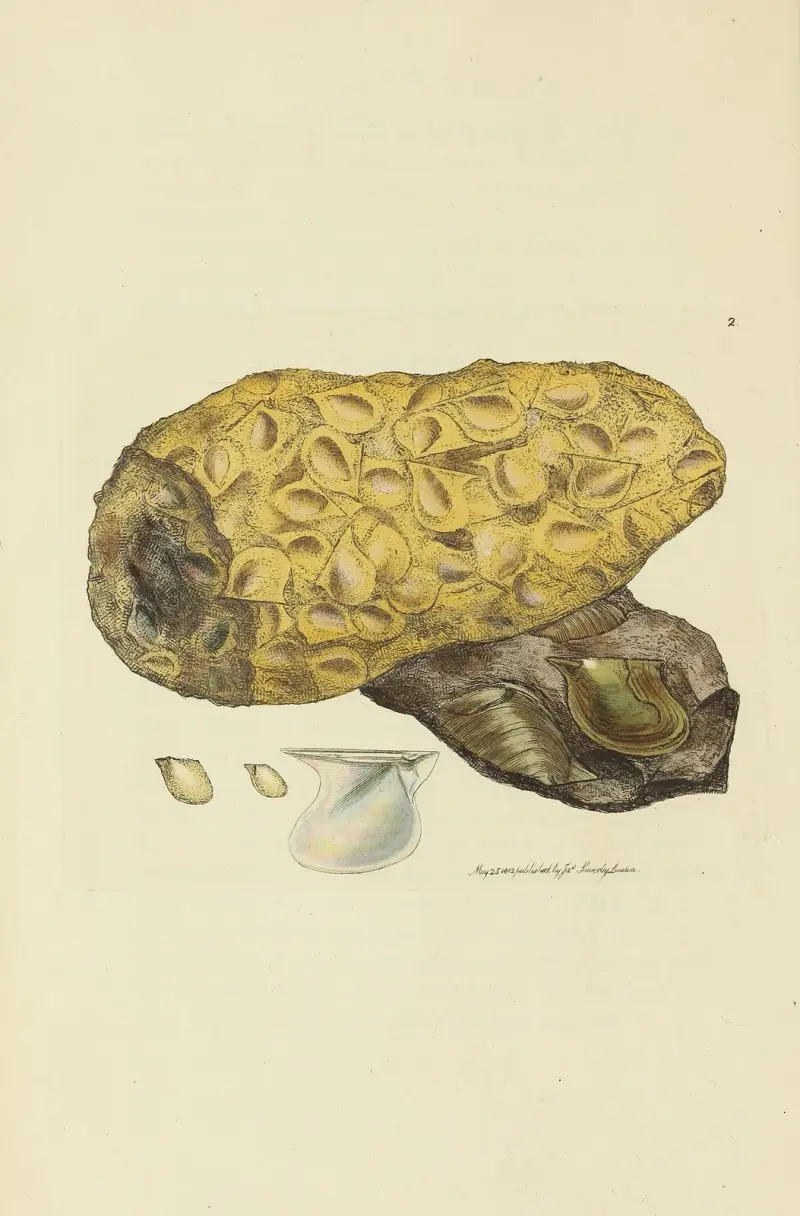 The mineral conchology of Great Britain Pl.002 av James Sowerby