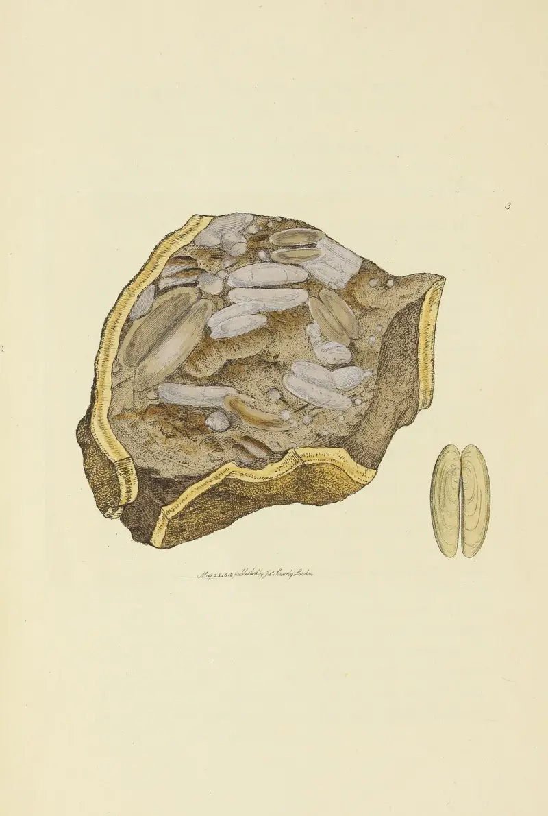 The mineral conchology of Great Britain Pl.003 av James Sowerby