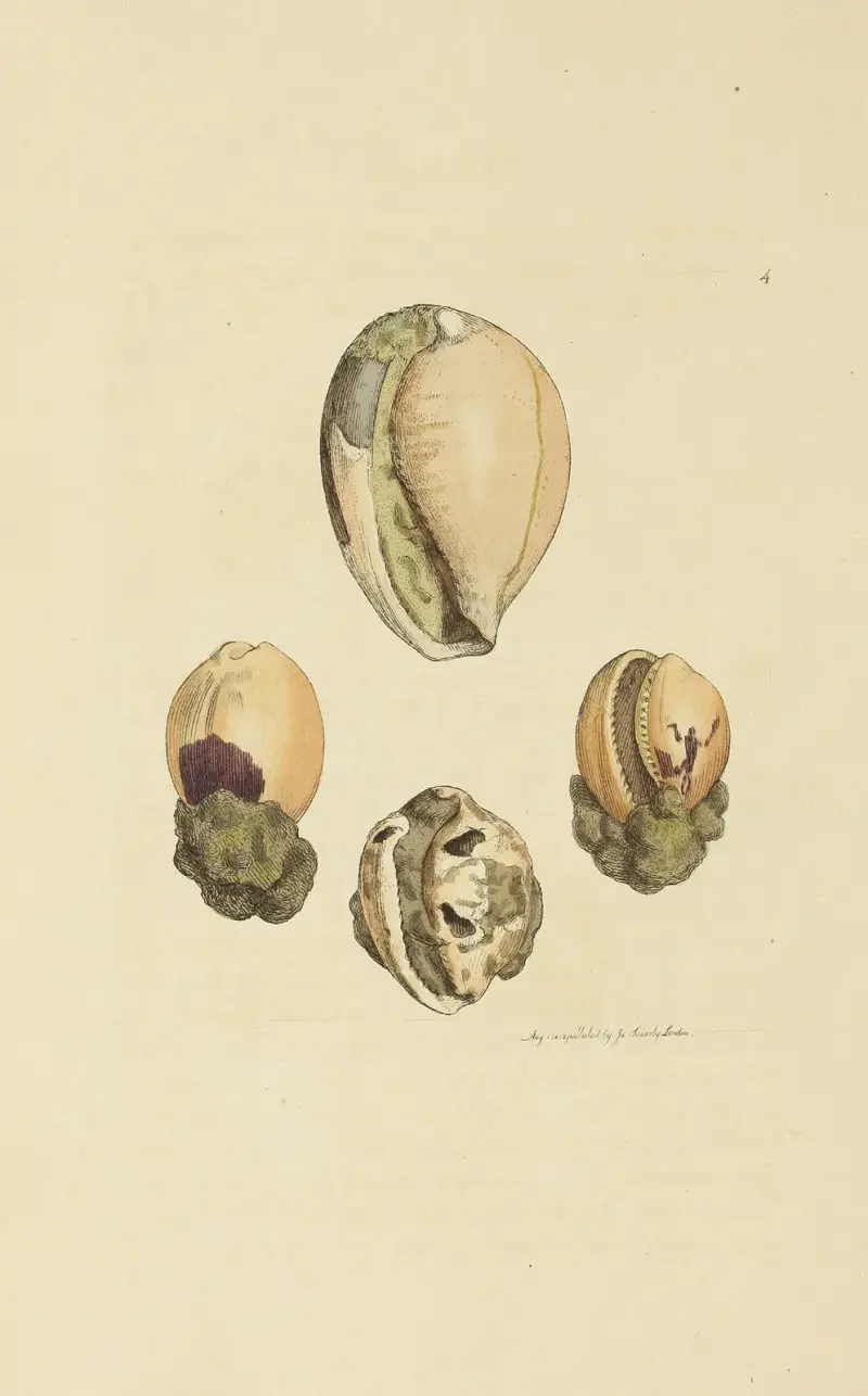 The mineral conchology of Great Britain Pl.004 av James Sowerby