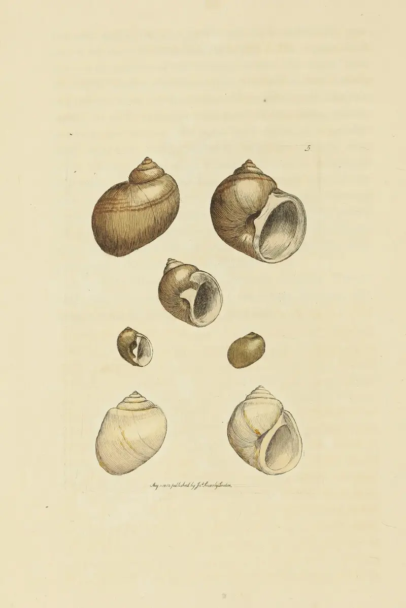 The mineral conchology of Great Britain Pl.005 av James Sowerby