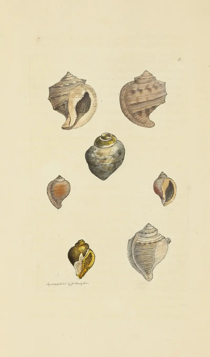 The mineral conchology of Great Britain Pl.006 av James Sowerby