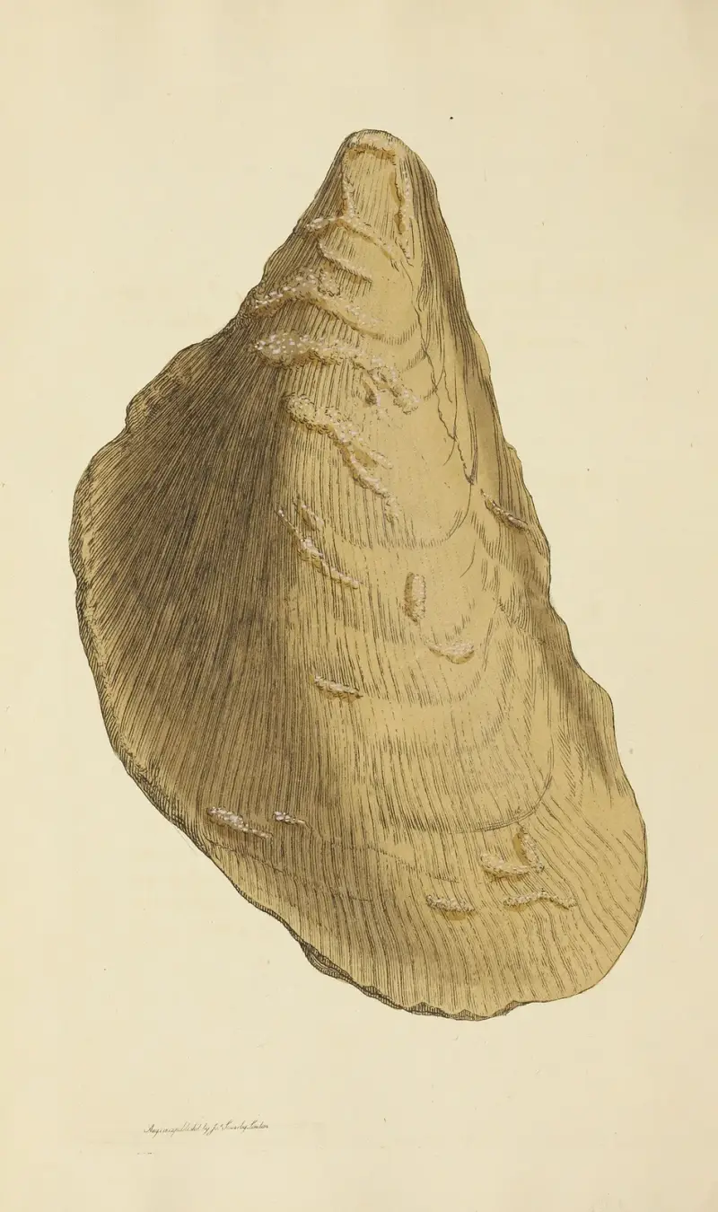 Mineralconchyliologi från Storbritannien, plansch 007 av James Sowerby