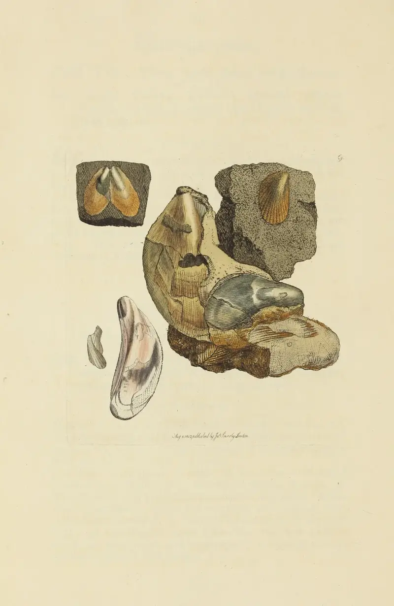 The mineral conchology of Great Britain Pl.009 av James Sowerby