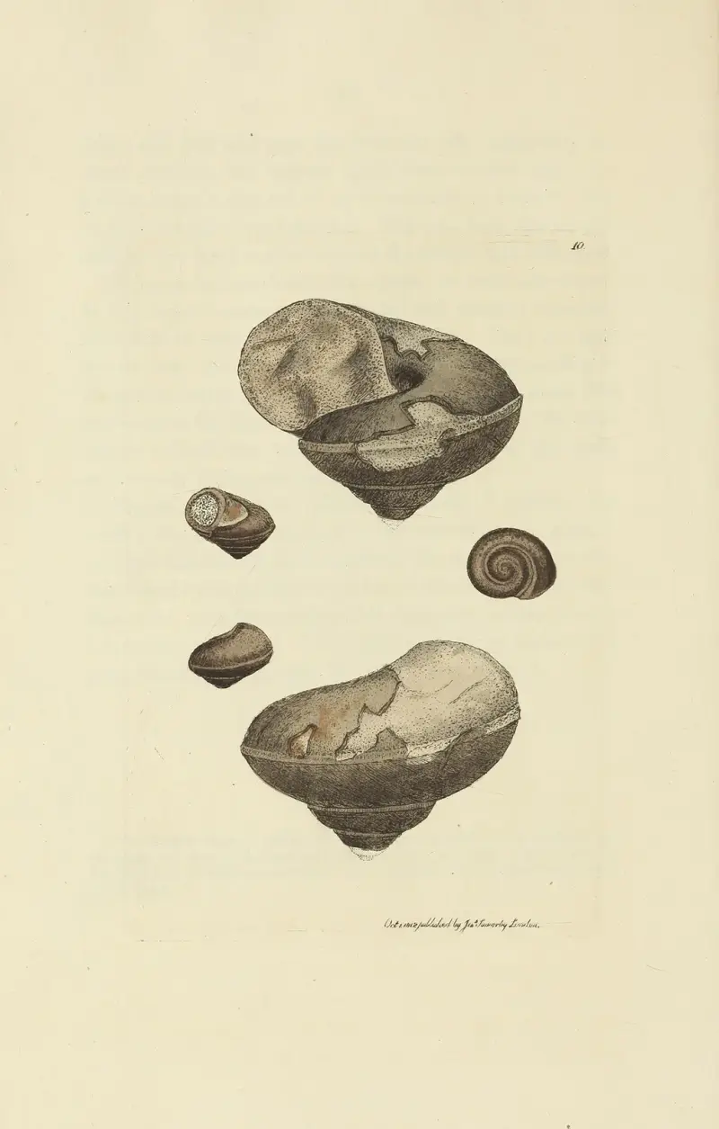 Mineralconkologi från Storbritannien, pl. 010 av James Sowerby