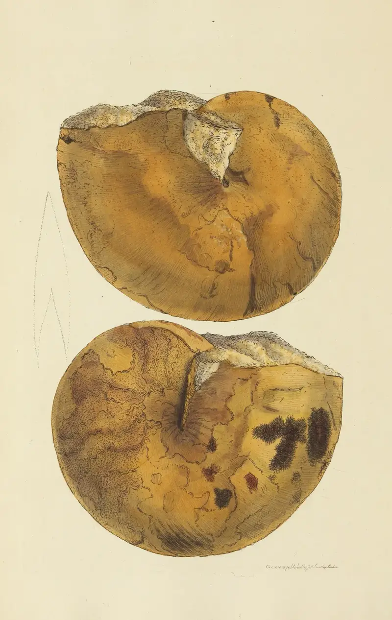 The mineral conchology of Great Britain Pl.012 av James Sowerby
