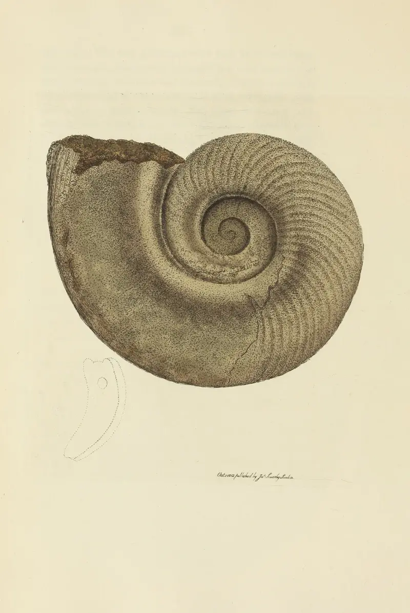 Mineralconchology of Great Britain, plansch 013 av James Sowerby