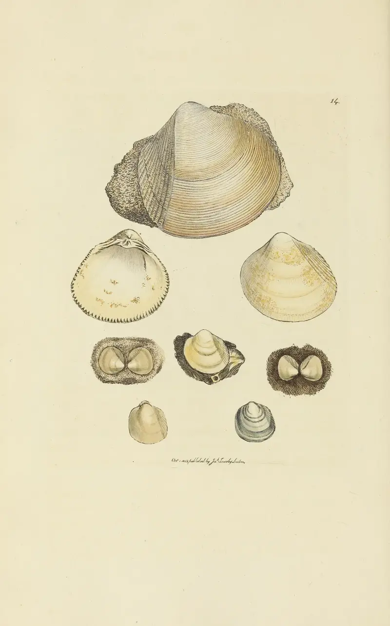 The mineral conchology of Great Britain Pl.014 av James Sowerby