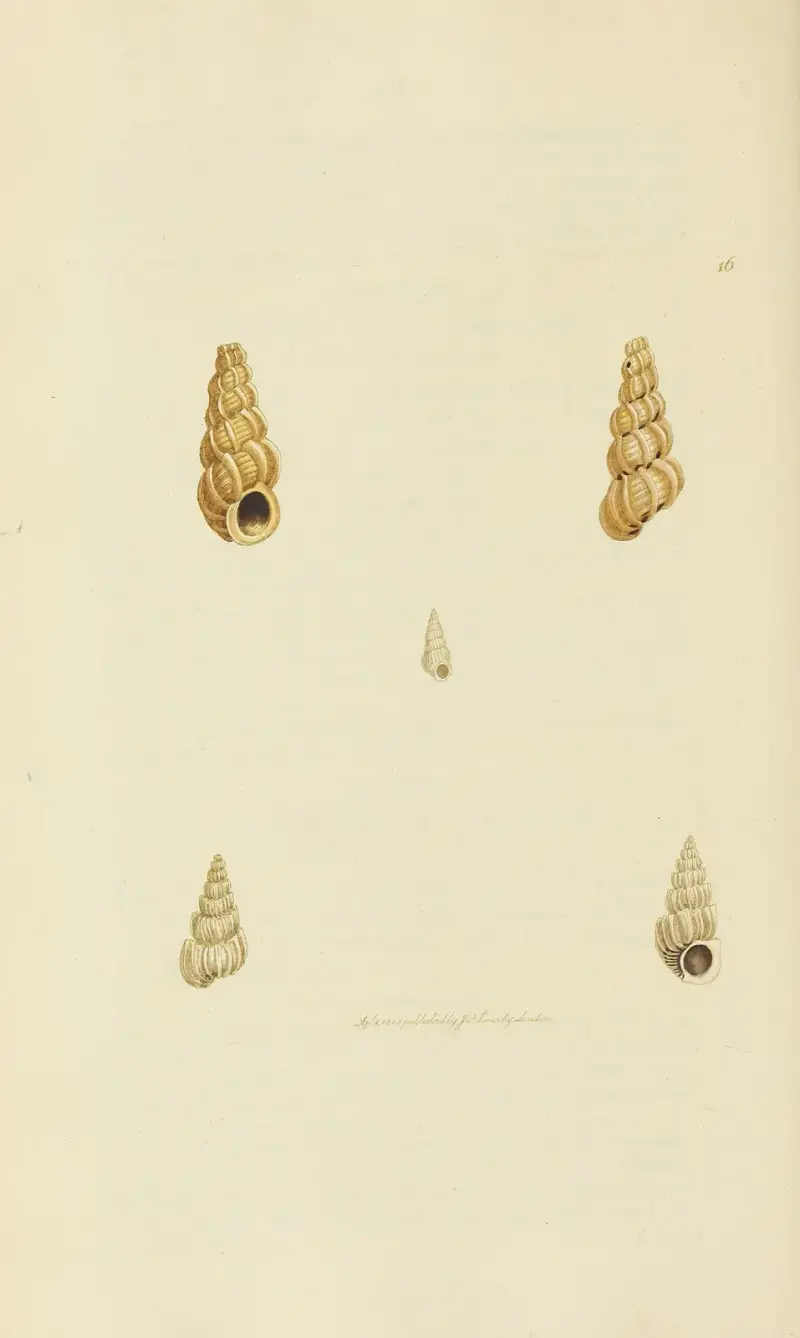 The mineral conchology of Great Britain Pl.016 av James Sowerby