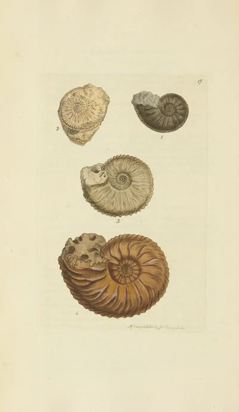 The mineral conchology of Great Britain Pl.017 av James Sowerby