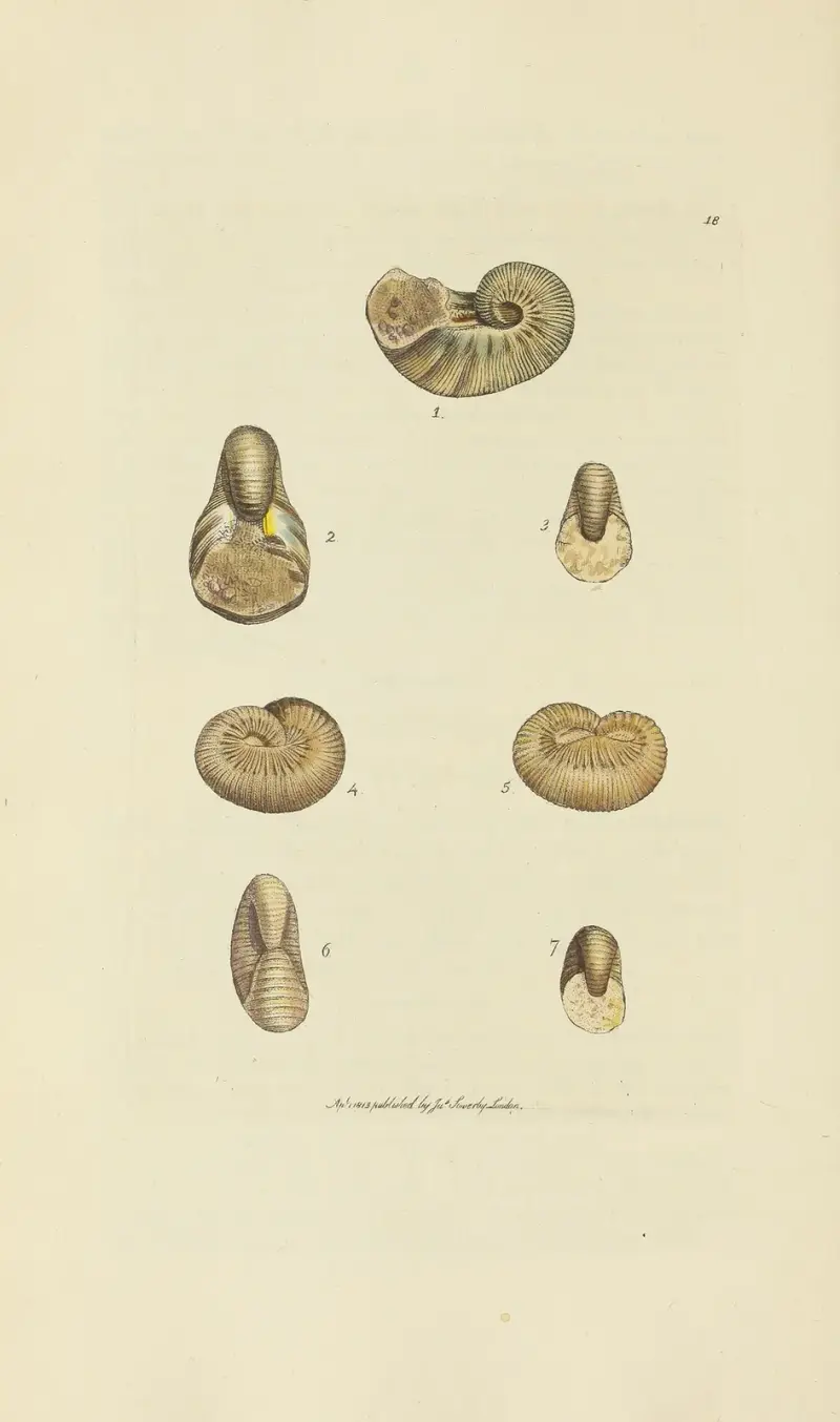 The mineral conchology of Great Britain Pl.018 av James Sowerby