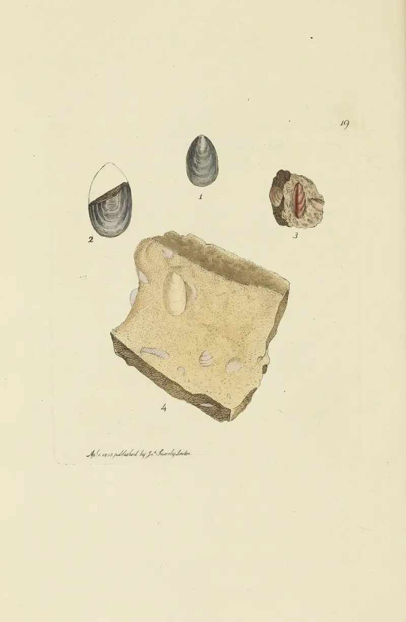 The mineral conchology of Great Britain Pl.019 av James Sowerby