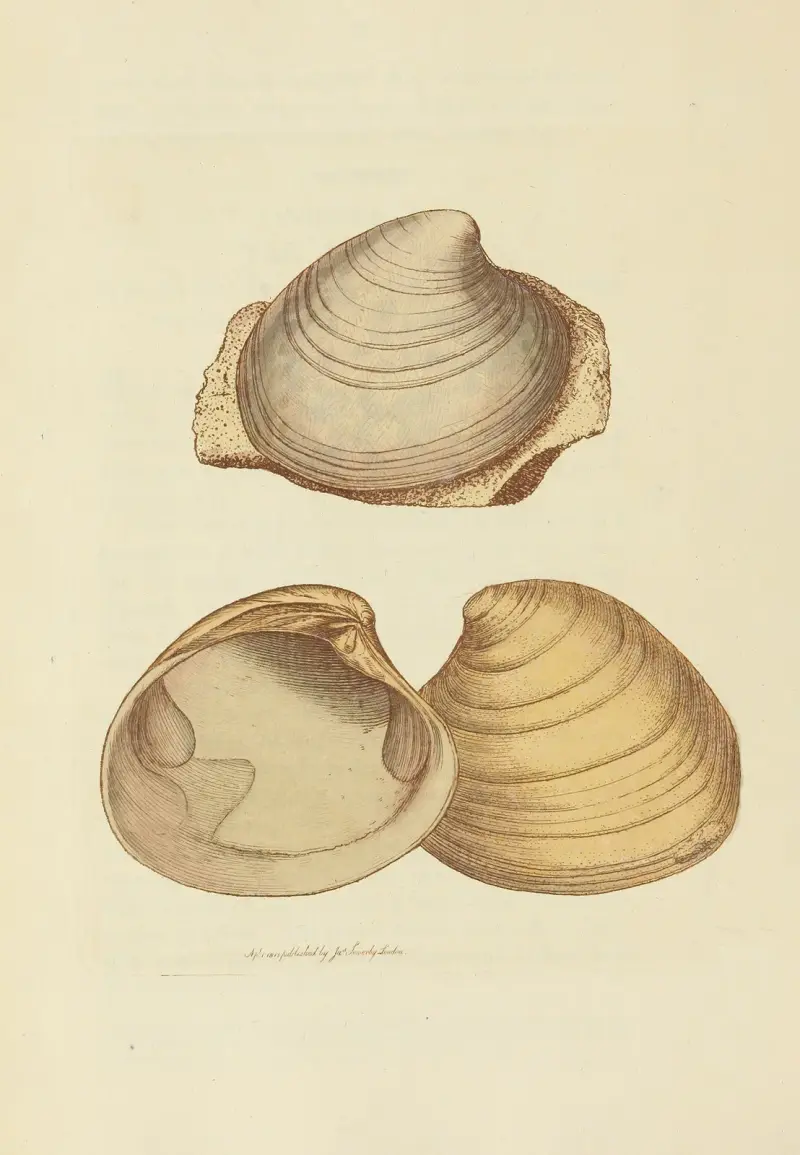 Mineralische Conchyliologie von Großbritannien, Tafel 020 von James Sowerby