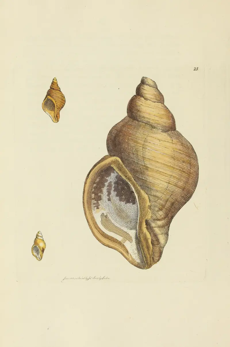 The mineral conchology of Great Britain Pl.023 av James Sowerby