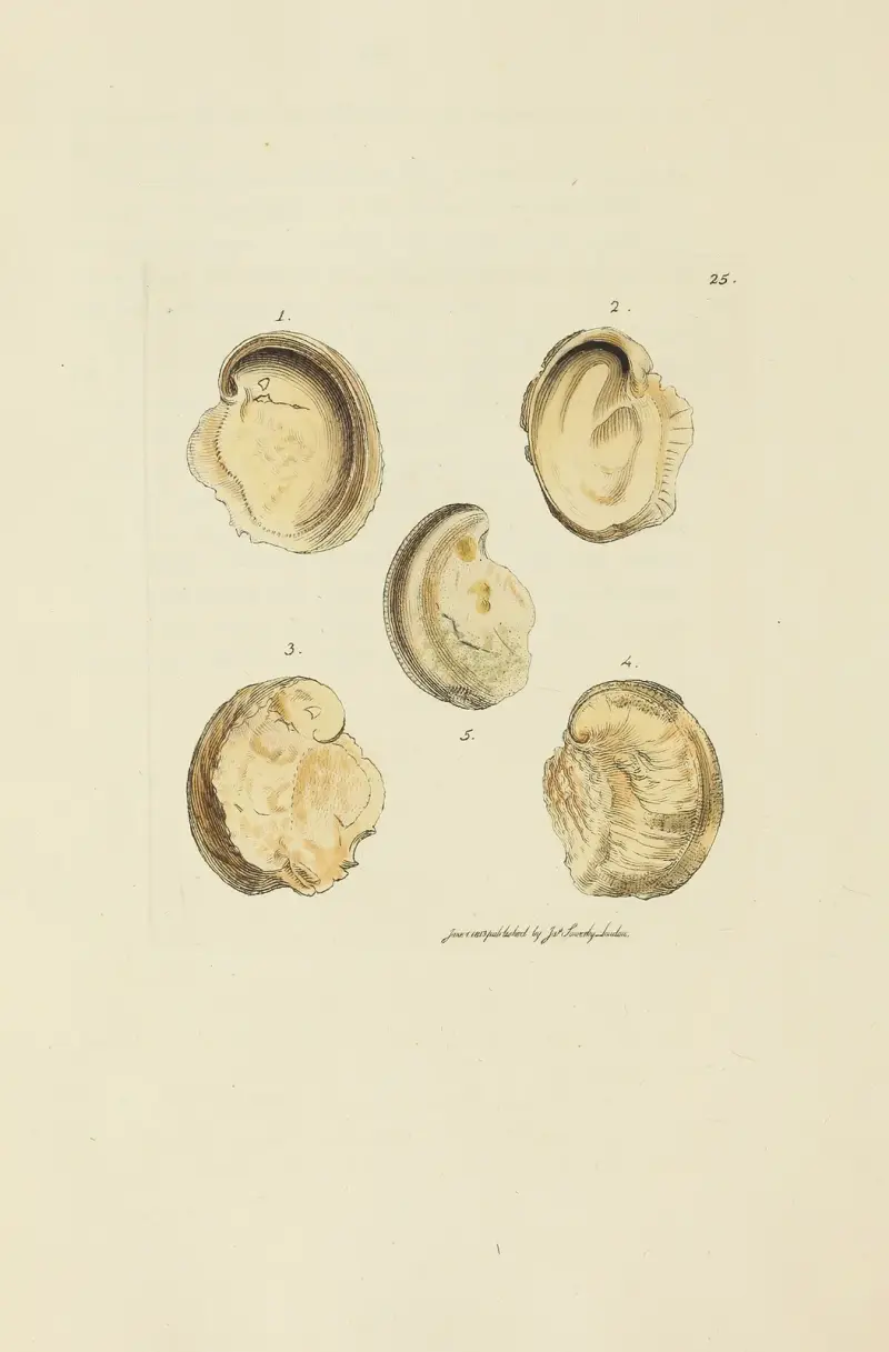 The mineral conchology of Great Britain Pl.025 av James Sowerby