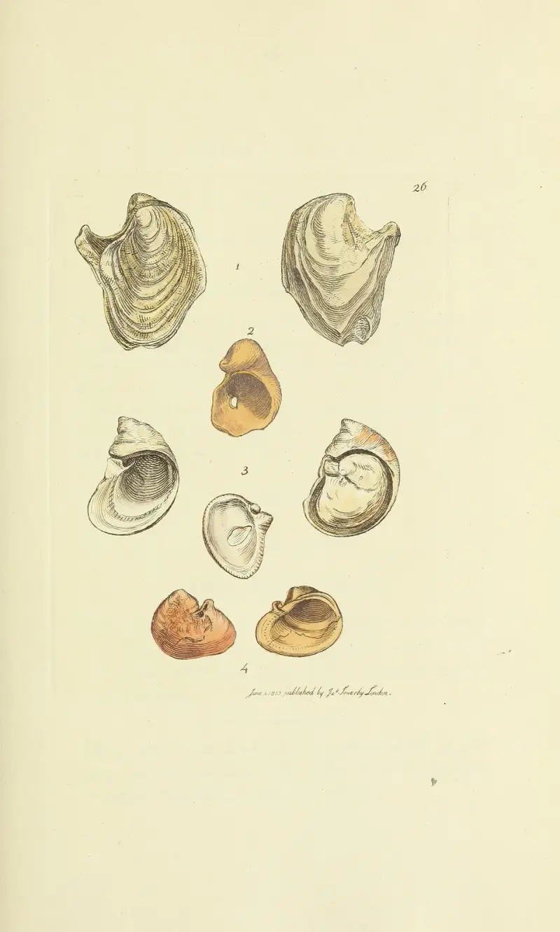 The mineral conchology of Great Britain Pl.026 av James Sowerby