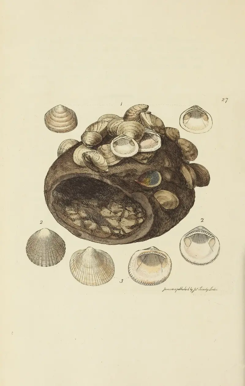 The mineral conchology of Great Britain Pl.027 av James Sowerby