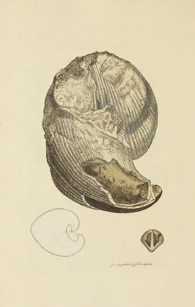 The mineral conchology of Great Britain Pl.028 av James Sowerby