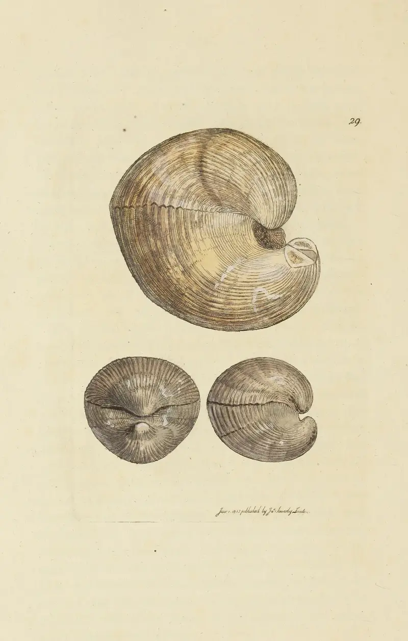 The mineral conchology of Great Britain Pl.029 av James Sowerby
