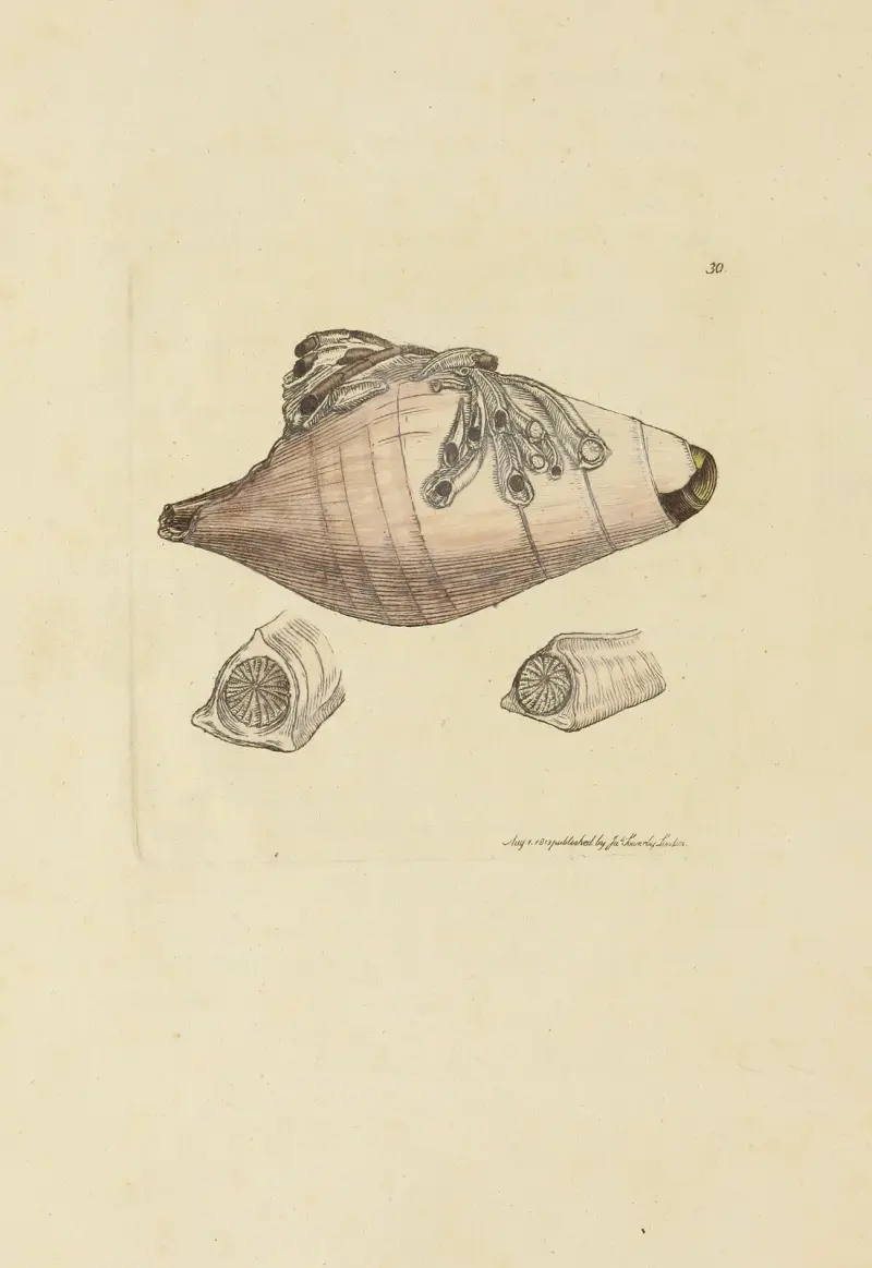 The mineral conchology of Great Britain Pl.030 av James Sowerby