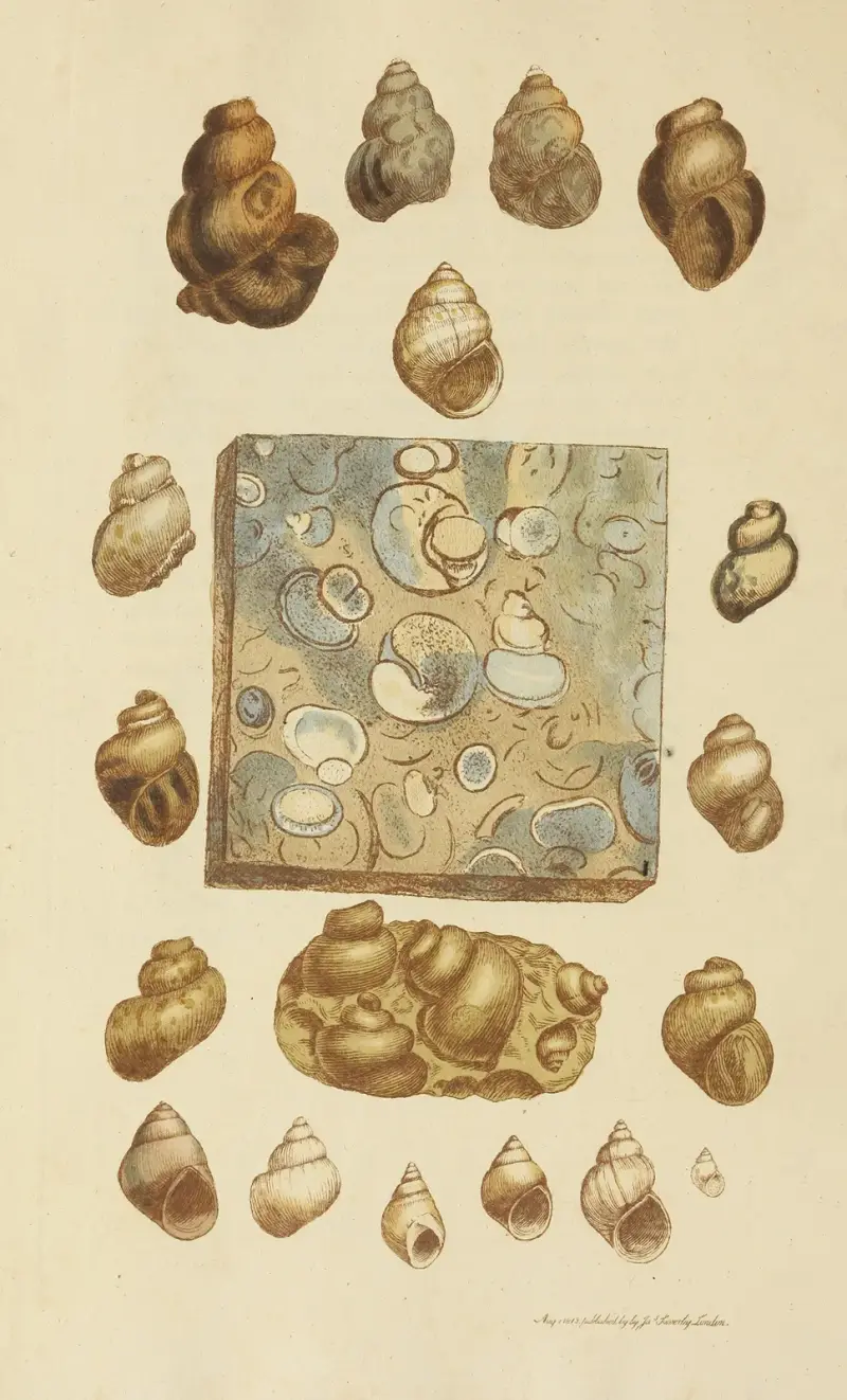 The mineral conchology of Great Britain Pl.031 av James Sowerby