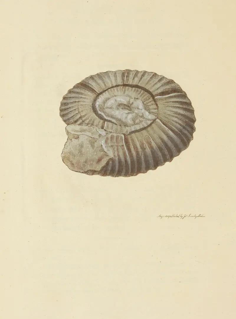 Mineralconchologi från Storbritannien, plansch 032 av James Sowerby