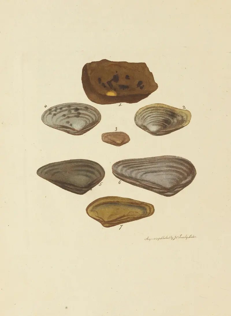 Mineralconkologi från Storbritannien, pl. 33 av James Sowerby